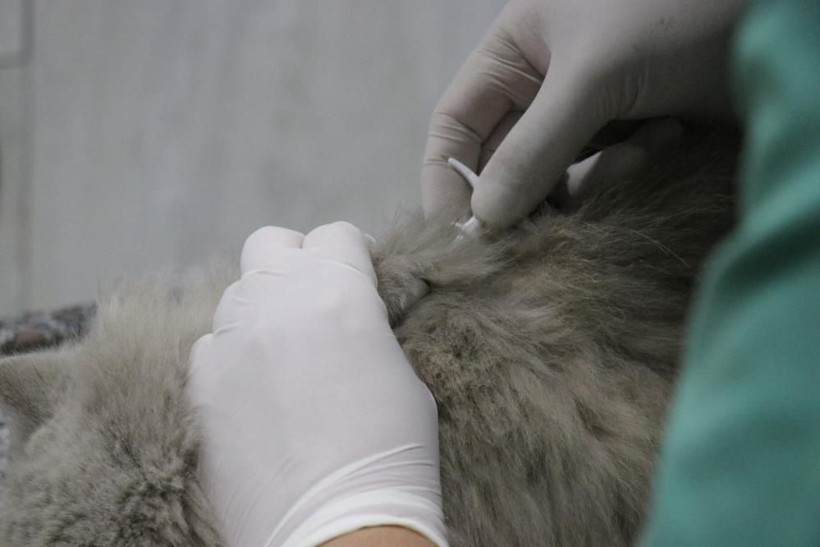 Evcil hayvanı olanlar dikkat! Son tarih 31 Aralık: Para cezası var - Resim: 3