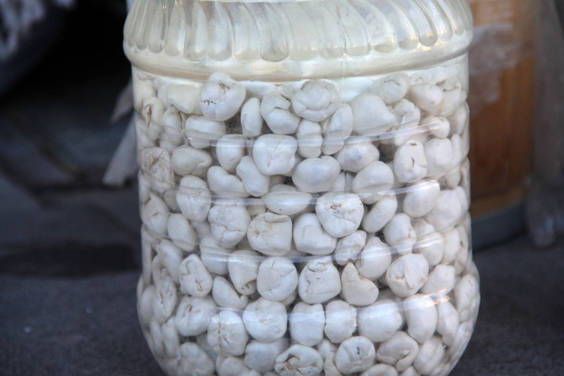 Fiyatı gram altını ikiye katladı, bu sakızın faydalarını duyanlar şaşırıyor - Resim: 4