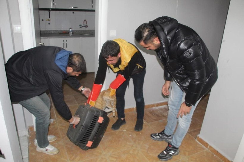 Depremde mahsur kaldı doğum yaptı! 10 gün sonra fark edilen kedi açlıktan yavrusunu yedi - Resim: 2