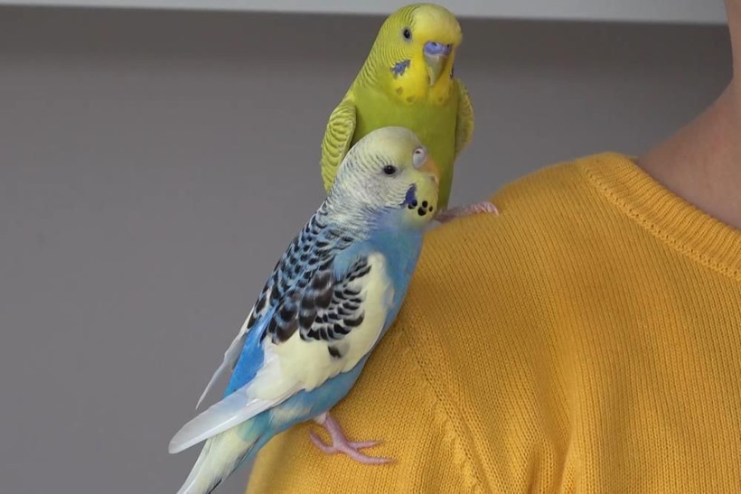 Enkaz altında kuşlarını ölüme terk etmedi! Küçük çocuğun sözleri herkesi duygulandırdı - Resim: 4