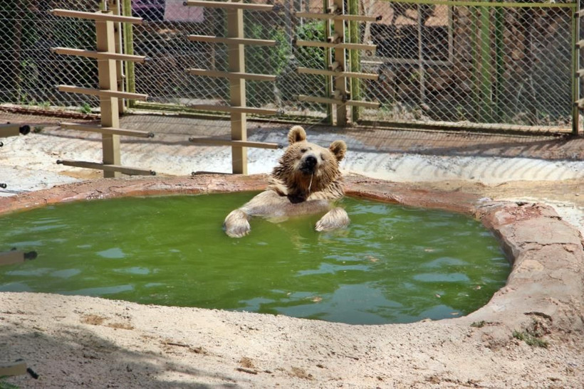 Sıcaktan bunalan boz ayı ailesinin havuz keyfi! Sudan çıkmak bilmedi böyle poz verdi - Resim: 1