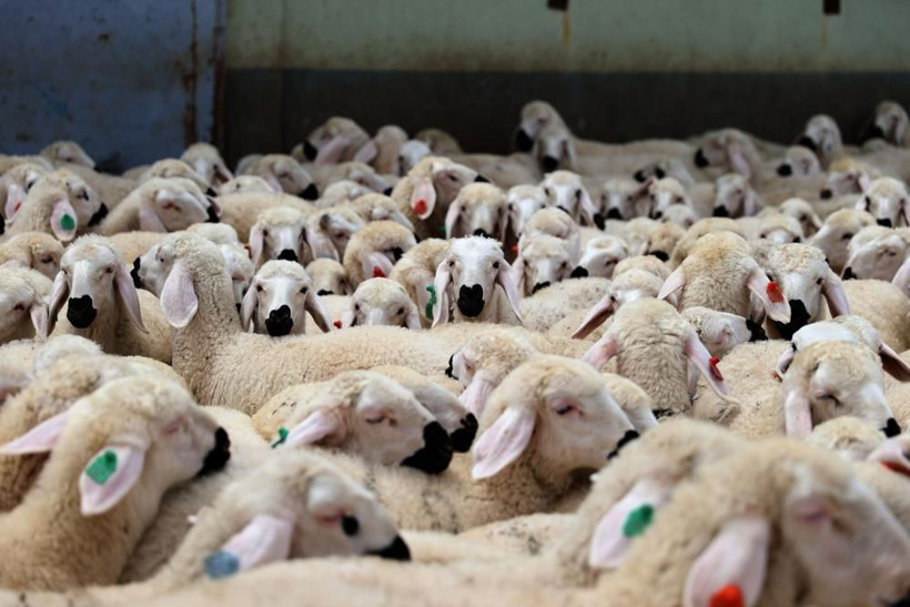 Kapılar açıldı yüzlerce süt kuzusu koşturmaya başladı! Çiftlikte renkli görüntüler: Anneleri ses ve kokularından tanıdı! - Resim: 4