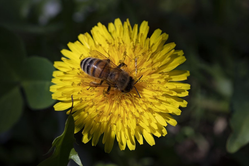 Dünyayı onlar kurtaracak! İşte Ordu'da yetiştirilen "Bombus" arıları! - Resim: 2