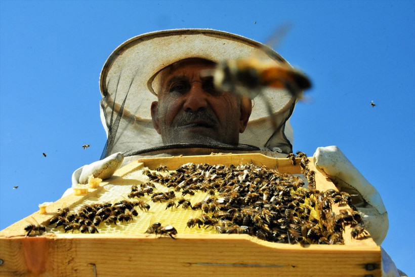 Dünyayı onlar kurtaracak! İşte Ordu'da yetiştirilen "Bombus" arıları! - Resim: 3