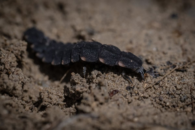 ODTÜ kampüsünden muhteşem görüntüler! - Resim: 2