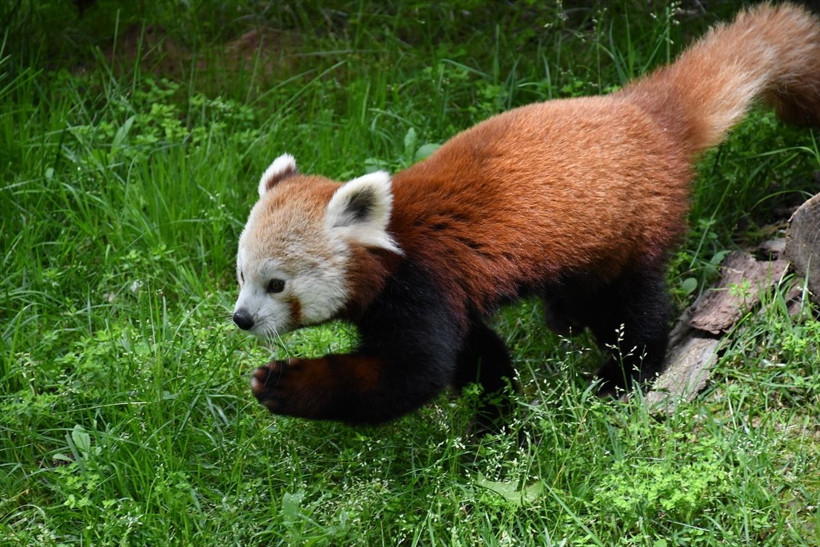 Bursa'nın yeni sevimlisi kızıl panda yuvasına kavuştu - Resim: 4