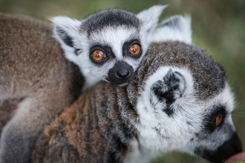Madagaskar'dan gelip Bursalı oldular! Bursa'nın lemurları yavruladı! - Resim: 1