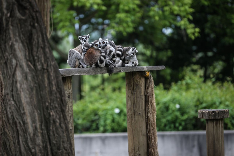 Madagaskar'dan gelip Bursalı oldular! Bursa'nın lemurları yavruladı! - Resim: 3