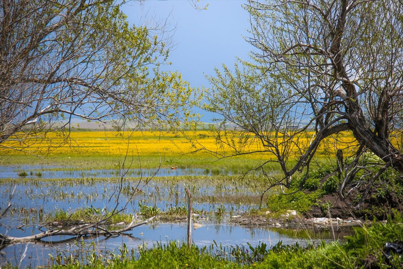 Ardahan'daki Şerefin Dağı ve Üç Tepeler canlandı! Muhteşem görüntüler - Resim: 1