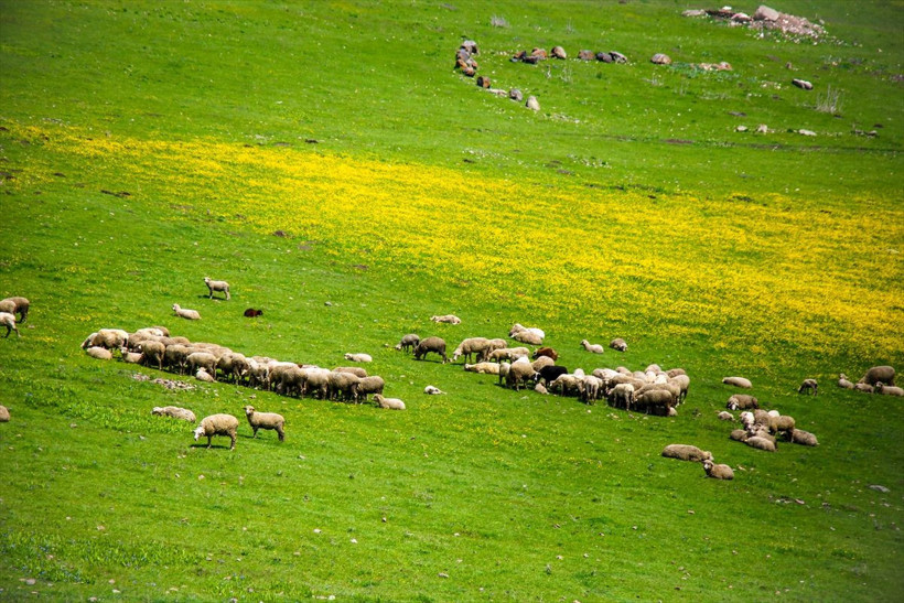Ardahan'daki Şerefin Dağı ve Üç Tepeler canlandı! Muhteşem görüntüler - Resim: 4