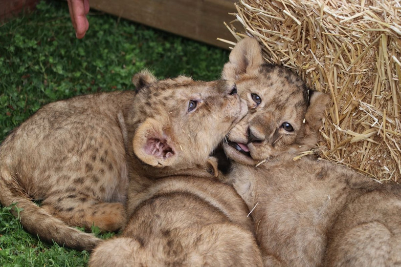 Bunlarda Cumhurbaşkanı Erdoğan'ın yavru aslanları! Hediye edilmişti: İsimleri anket ile belirlenecek! - Resim: 3