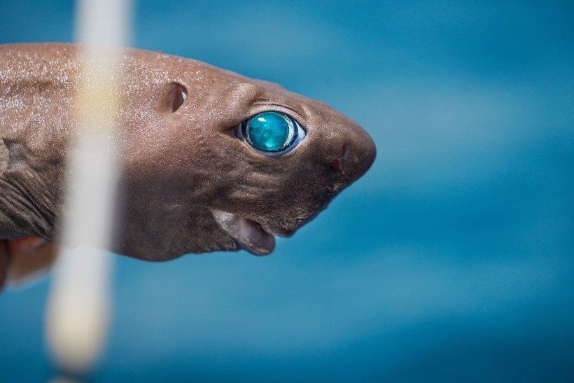 Antalya'da yakalandı! Kırmızı Liste'deki 'ışık saçan' balık şaşkına çevirdi - Resim: 2