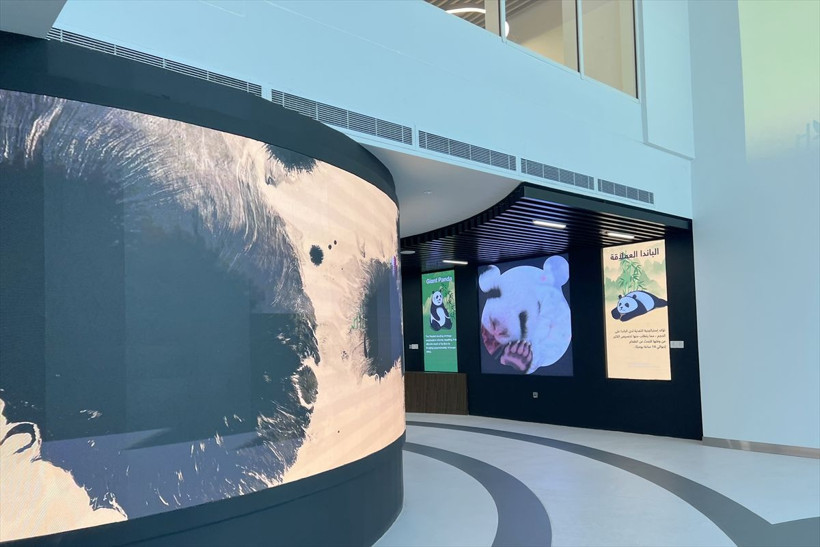 Ortadoğu'da bir ilk! Katar'ın sevimli pandaları! - Resim: 4