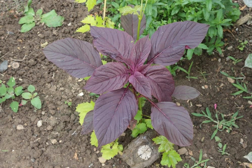 Bu bitkinin faydaları saymakla bitmiyor: Hayvanlara yem, insanlara şifa oluyor! - Resim: 1