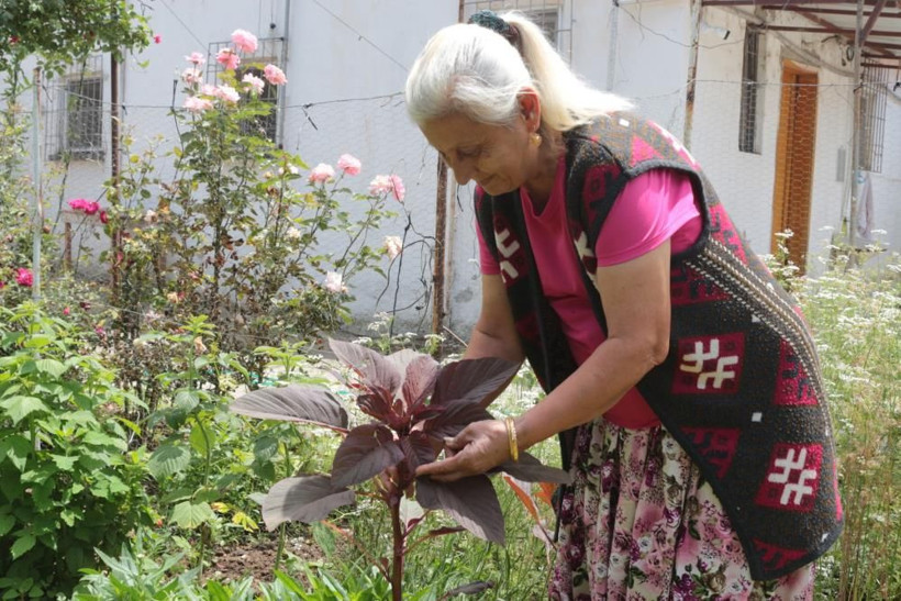 Bu bitkinin faydaları saymakla bitmiyor: Hayvanlara yem, insanlara şifa oluyor! - Resim: 2
