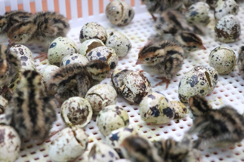 Burdur'daki tarım lisesinde ahır, ağıl, kümes ne ararsan var! - Resim: 4