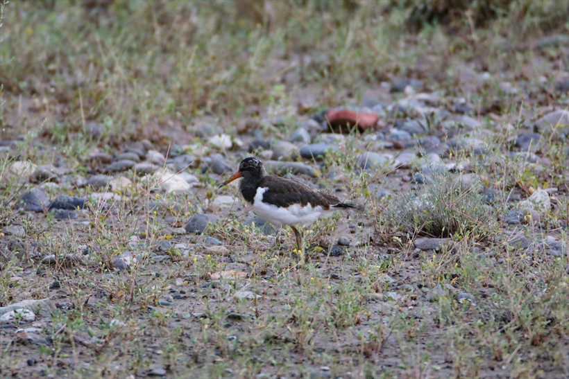 Kırmızı listede yer alıyor, yavrularıyla birlikte Iğdır'da görüntülendi! Poyraz kuşları kamerada - Resim: 1