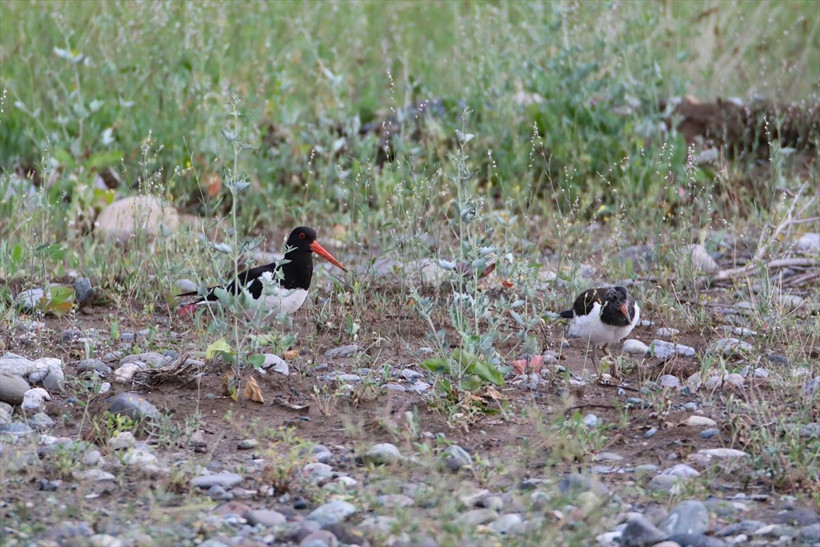 Kırmızı listede yer alıyor, yavrularıyla birlikte Iğdır'da görüntülendi! Poyraz kuşları kamerada - Resim: 2