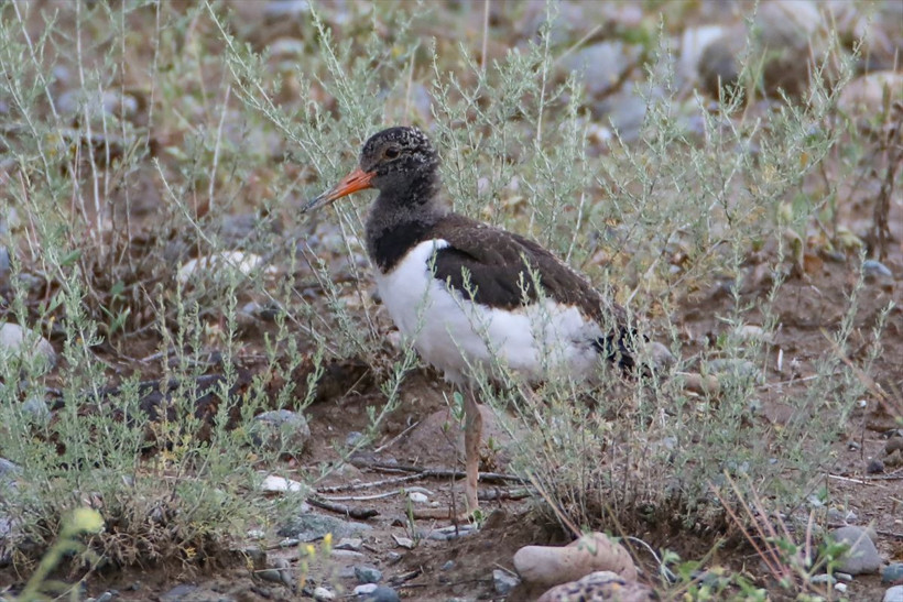 Kırmızı listede yer alıyor, yavrularıyla birlikte Iğdır'da görüntülendi! Poyraz kuşları kamerada - Resim: 3