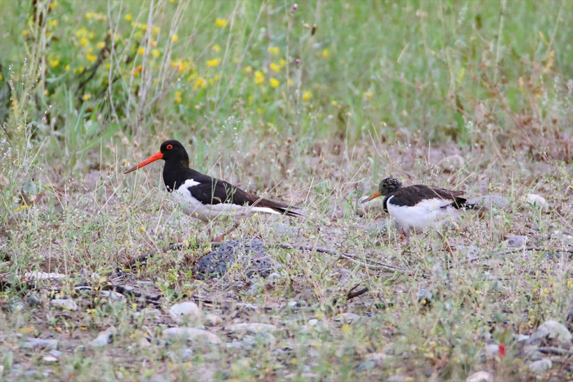Kırmızı listede yer alıyor, yavrularıyla birlikte Iğdır'da görüntülendi! Poyraz kuşları kamerada - Resim: 4