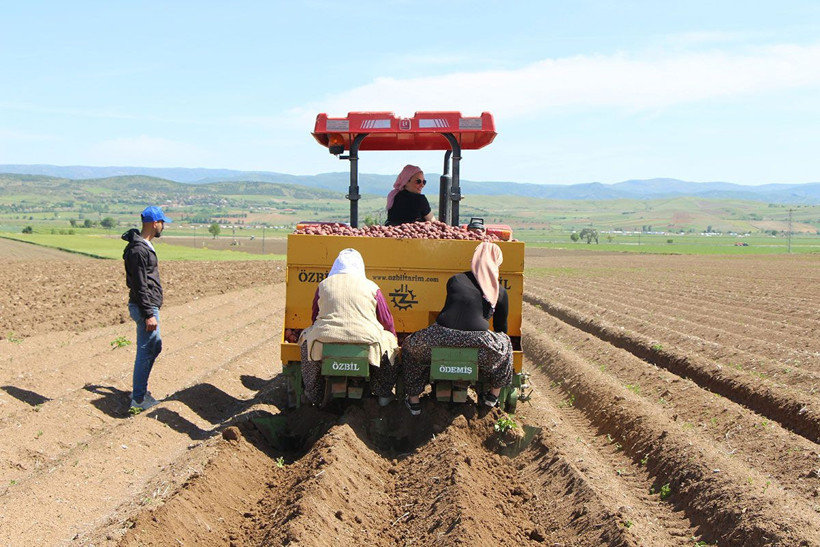 Cambridge mezunu kadın çiftçi, mor patates ekiyor! İnka kral ve kraliçelerinin yemeği şifa deposu - Resim: 2