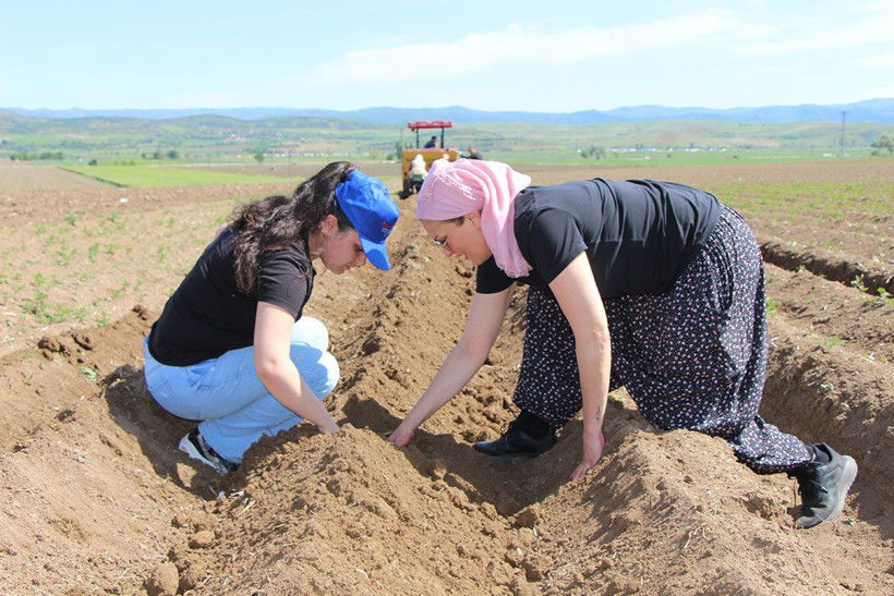 Cambridge mezunu kadın çiftçi, mor patates ekiyor! İnka kral ve kraliçelerinin yemeği şifa deposu - Resim: 3