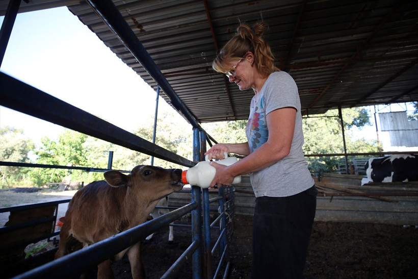 Bu da İngiliz gelin! İngiltere'de yöneticiydi aşkı için Türkiye'de hayvancılık yapıyor - Resim: 1
