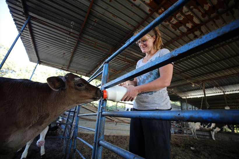 Bu da İngiliz gelin! İngiltere'de yöneticiydi aşkı için Türkiye'de hayvancılık yapıyor - Resim: 4
