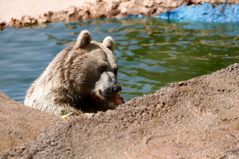 Antalya'da hayvanat bahçesi sakinlerine buzlu meyve servisi yapılıyor! - Resim: 1