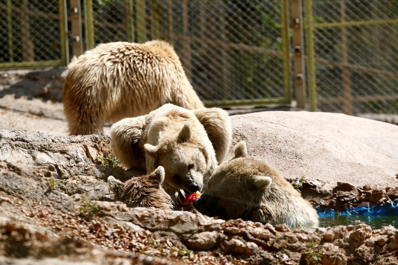 Antalya'da hayvanat bahçesi sakinlerine buzlu meyve servisi yapılıyor! - Resim: 2