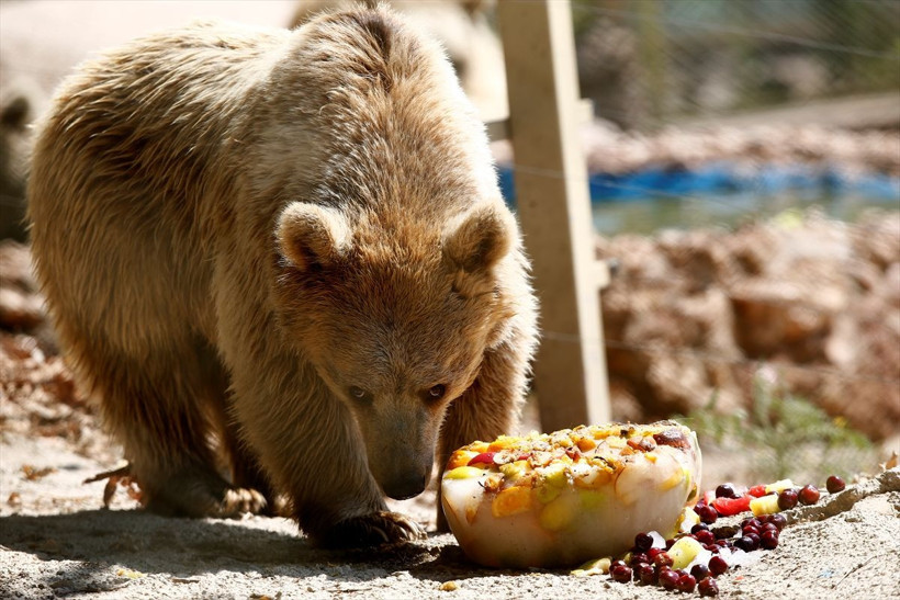 Antalya'da hayvanat bahçesi sakinlerine buzlu meyve servisi yapılıyor! - Resim: 3