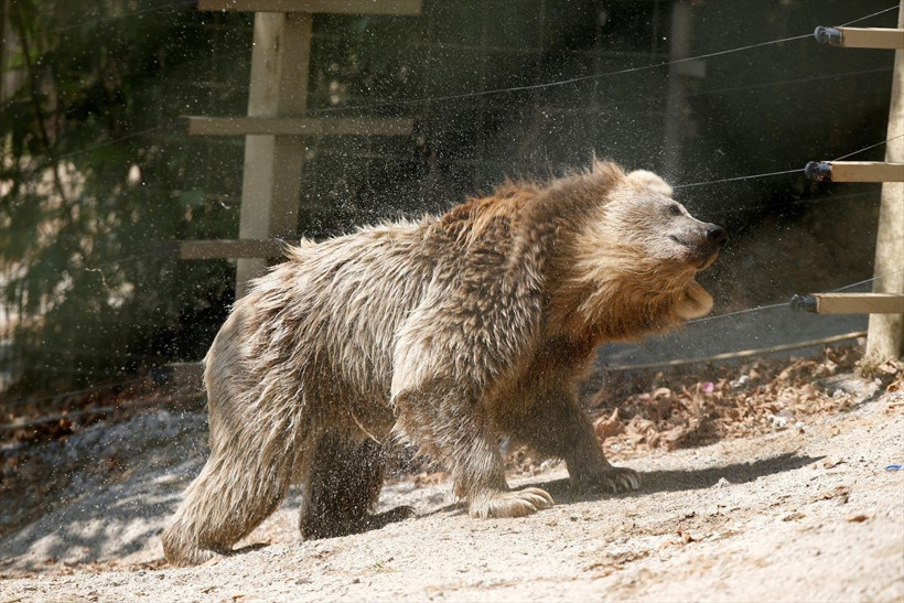 Antalya'da hayvanat bahçesi sakinlerine buzlu meyve servisi yapılıyor! - Resim: 4