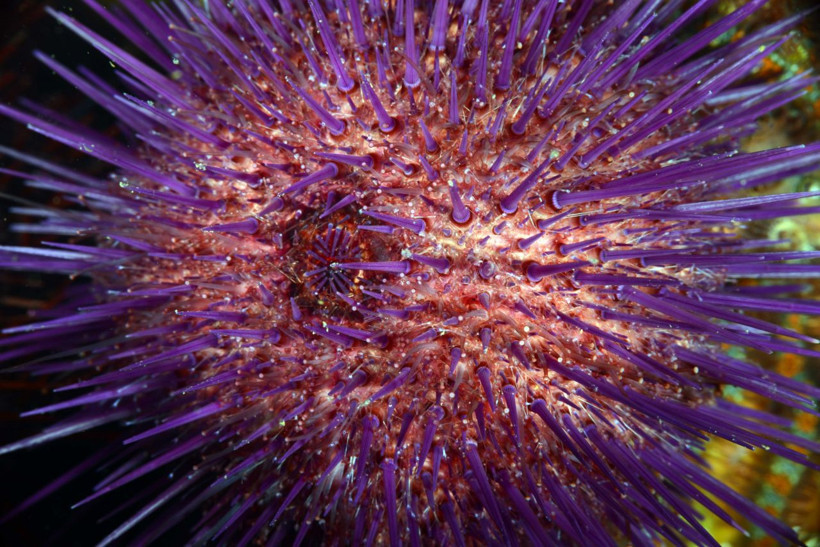 İzmit Körfezi'nde farklı türlerde deniz canlıları görüntülendi! - Resim: 1