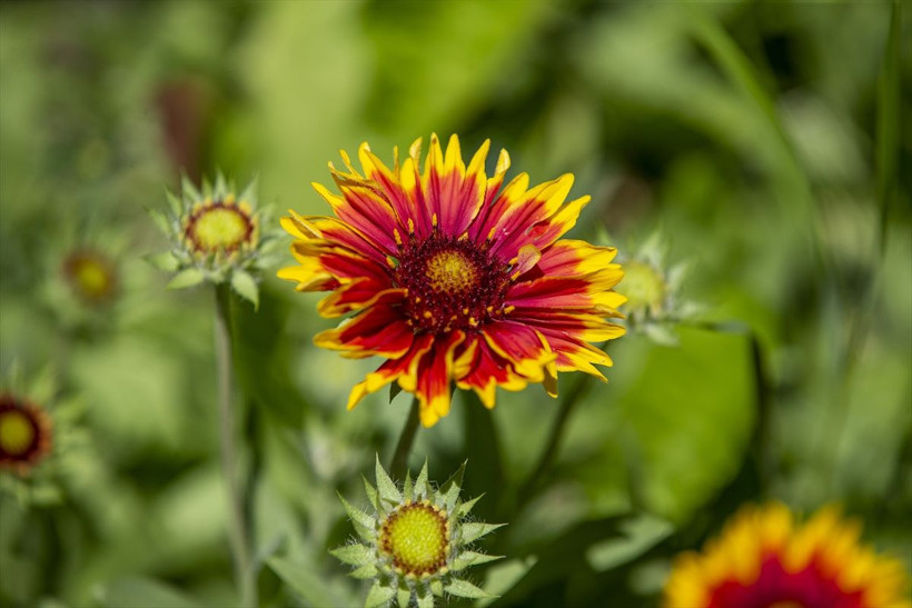 Sanki cennet bahçesi! Atatürk Üniversitesinin botanik bahçesi sezonda yaklaşık 15 bin ziyaretçi ağırlıyor - Resim: 4