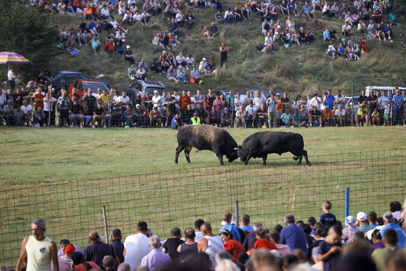 Bosna Hersek'te Boşnaklar boğa güreşiyle coştu - Resim: 1