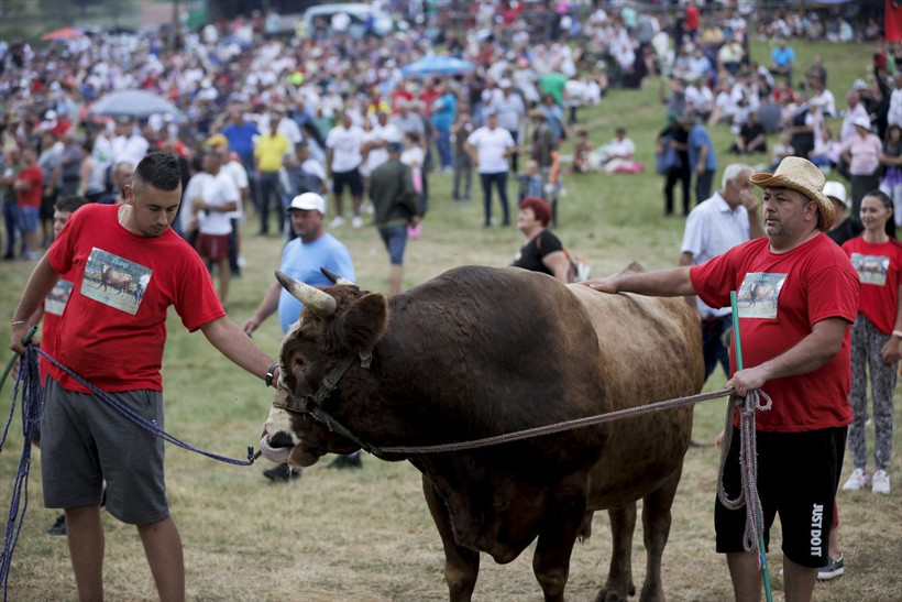 Bosna Hersek'te Boşnaklar boğa güreşiyle coştu - Resim: 3