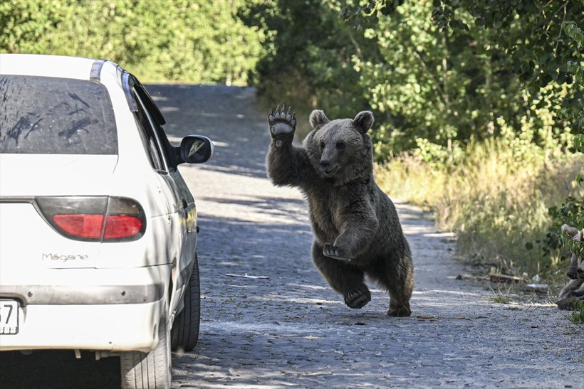 Nemrut Krater Gölü'ne giderken bir anda karşılarına boz ayı çıktı! O anlar böyle görüntülendi - Resim: 4