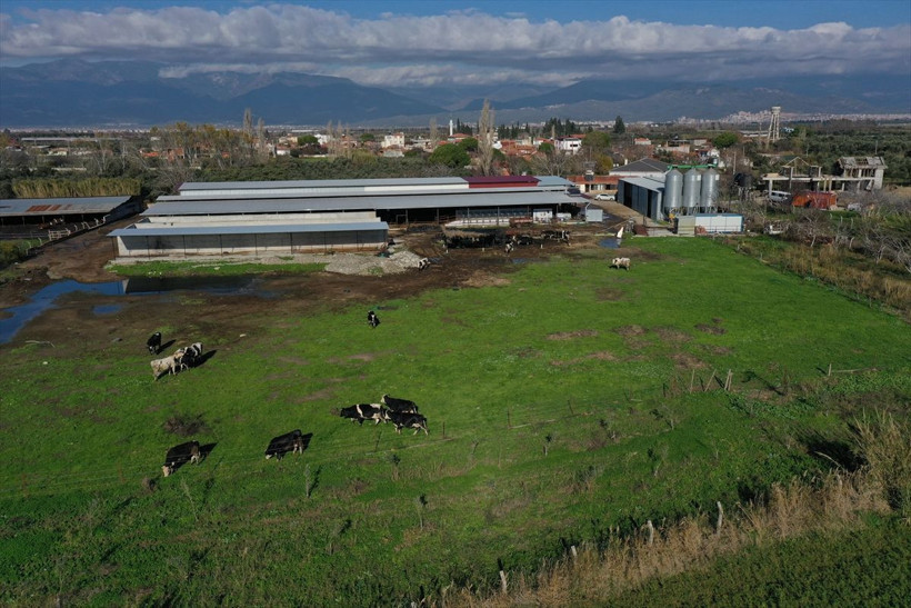 İstanbul'daki işini bırakan psikolog Balıkesir'de süt çiftliği kurdu! - Resim: 4