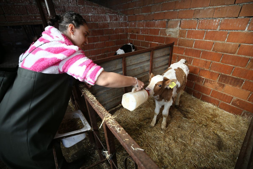 İstanbul'daki işini bırakan psikolog Balıkesir'de süt çiftliği kurdu! - Resim: 1