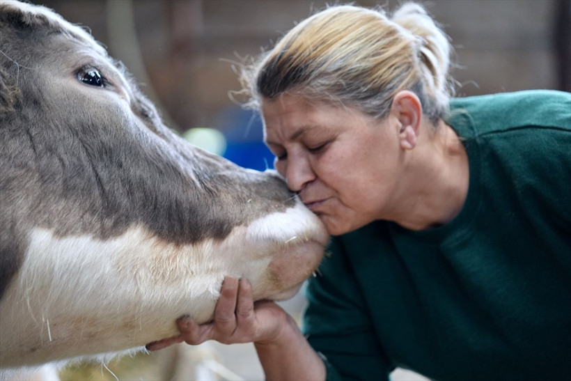 Şehir hayatından sıkılan kuaför, köye dönüp hayvancılığa başladı! - Resim: 2