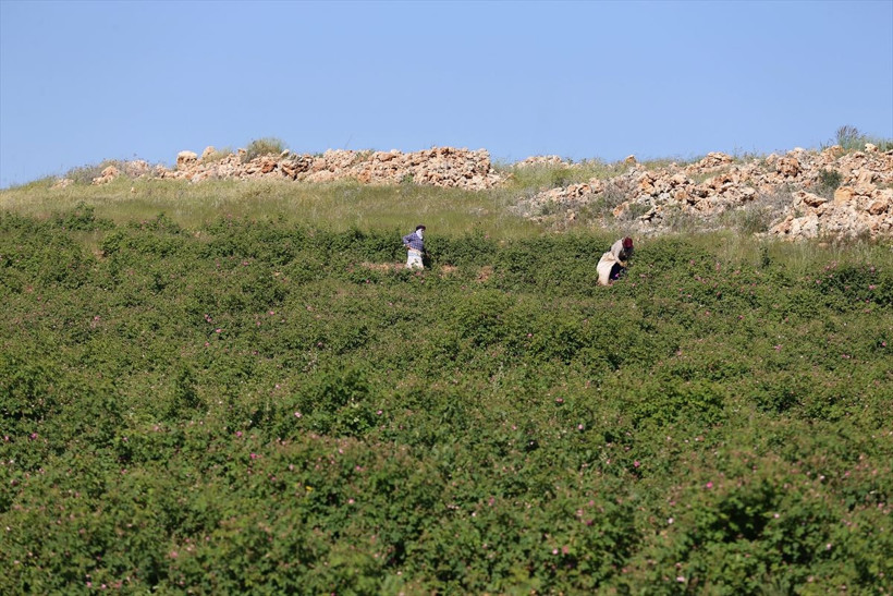 Berdan Mardini memleketinde fabrika açtı Orta Doğu ve Avrupa ülkelerine de satılıyor - Resim: 1