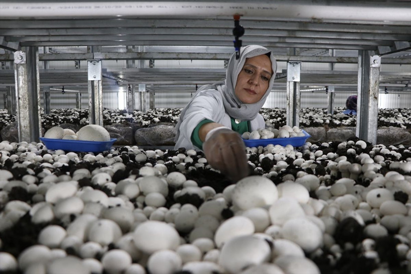 Anne oğluyla birlikte üretiyor, toptancılar satın almak için sırada bekliyor! "Şimdiki hedefimiz..." - Resim: 2