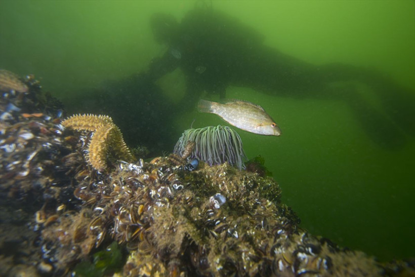 Japon deprem uzmanı Moriwaki, Marmara Depremi'nin "batık şehri"ne inceleme dalışı yaptı - Resim: 1
