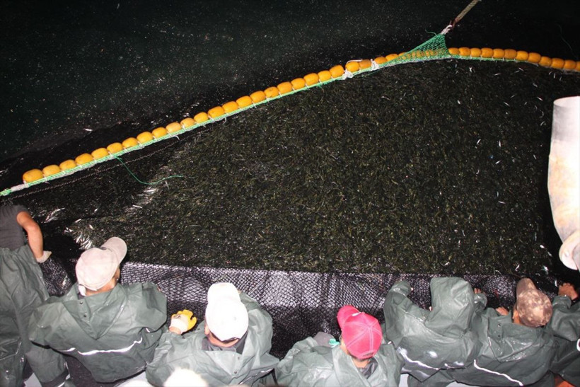 Ava çıkan balıkçılar ağları dolu döndü! Yeni sezonun ilk balık mezadı yapıldı - Resim: 3