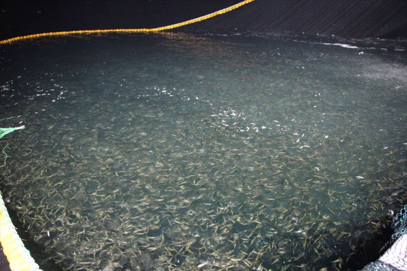 Ava çıkan balıkçılar ağları dolu döndü! Yeni sezonun ilk balık mezadı yapıldı - Resim: 2