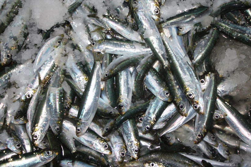 Ava çıkan balıkçılar ağları dolu döndü! Yeni sezonun ilk balık mezadı yapıldı - Resim: 1