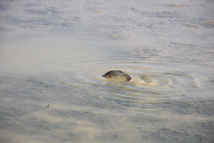 Barajda korkutan görüntü! "İlk defa görüyorum" - Resim: 2