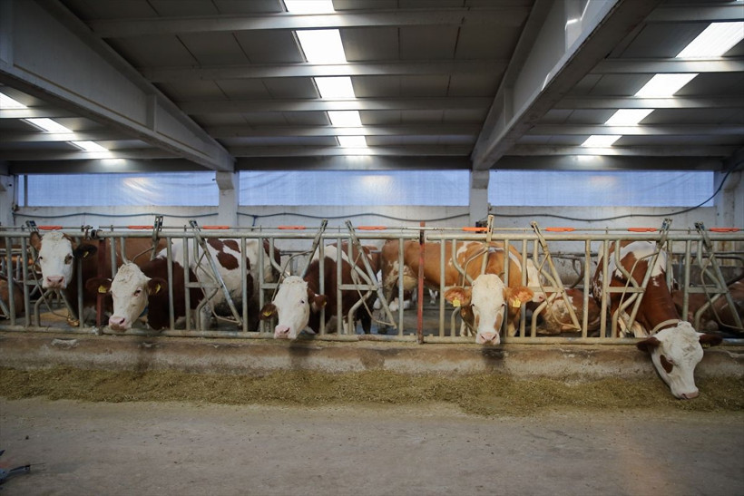 Maaşlı çalışan 2 kardeş el ele verip başladıkları işte müthiş bir yere geldi! Tüm hayalleri gerçek oldu - Resim: 2