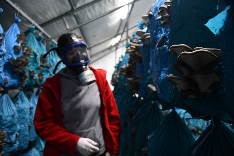 Şehir hayatını bırakan çift köyde tesis kurdu! Yılda 10 ton ürün üretip hepsini satıyorlar - Resim: 4