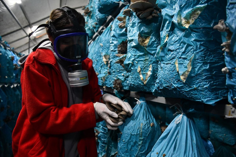 Şehir hayatını bırakan çift köyde tesis kurdu! Yılda 10 ton ürün üretip hepsini satıyorlar - Resim: 2